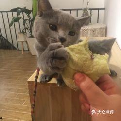 娱乐吃瓜君面包猫